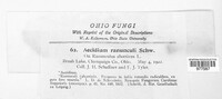 Puccinia magnusiana image